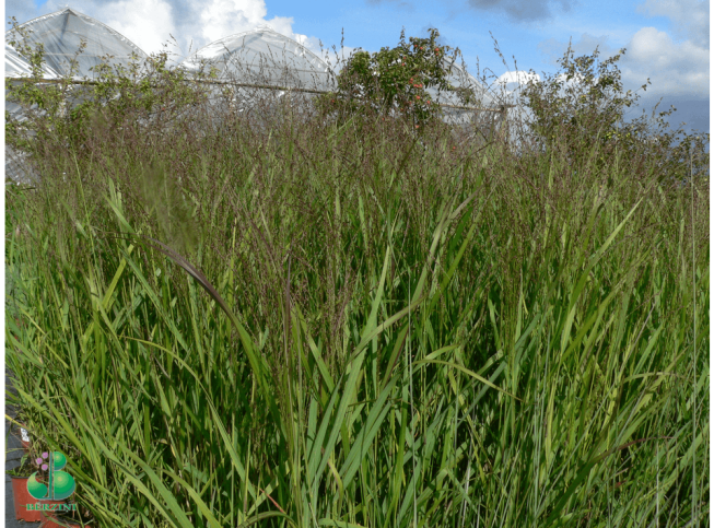 Panicum virgatum   'Shenandoah'